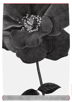 Reborn with the Rose  Ⅱ